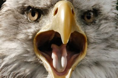 Gerhard Pflästerer: Der Schrei